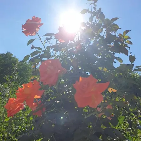 Kod Nane Cane * Nova Varoš