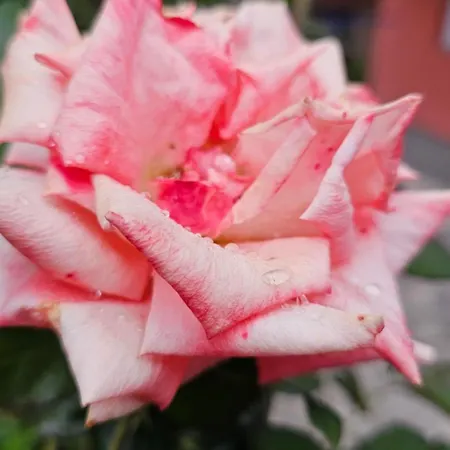 דירה Kod Nane Cane *