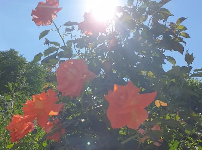 Kod Nane Cane * Nova Varoš