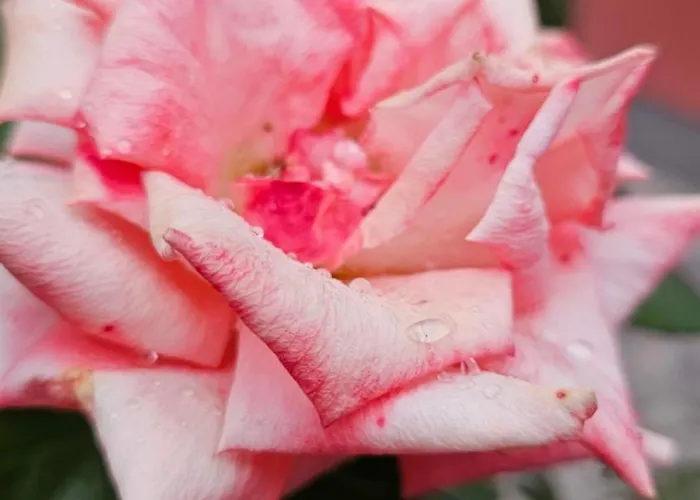 Apartment Kod Nane Cane *